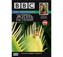 BBC: Невидимая жизнь растений