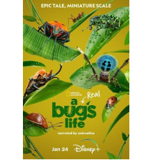 Приключения настоящего Флика