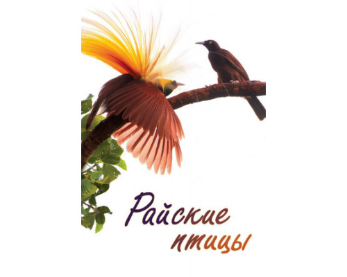 Райские птицы смотреть онлайн