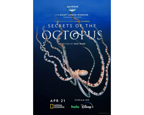 Секреты осьминога смотреть онлайн