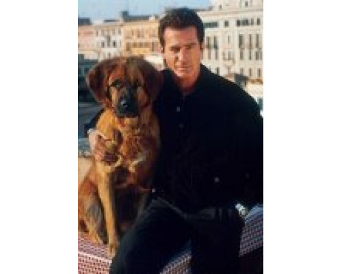 Собачье дело смотреть онлайн