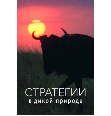 Стратегии в дикой природе