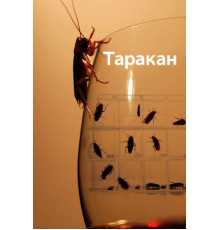 Таракан
