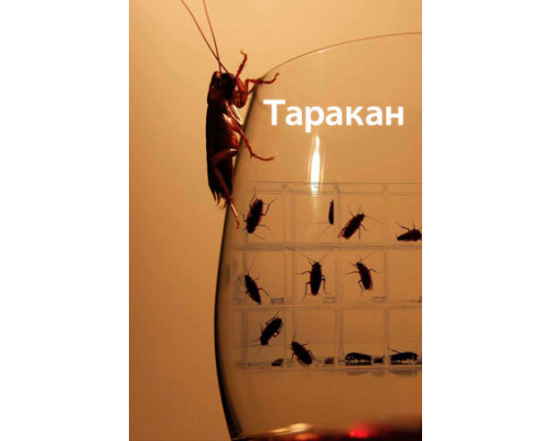 Таракан смотреть онлайн